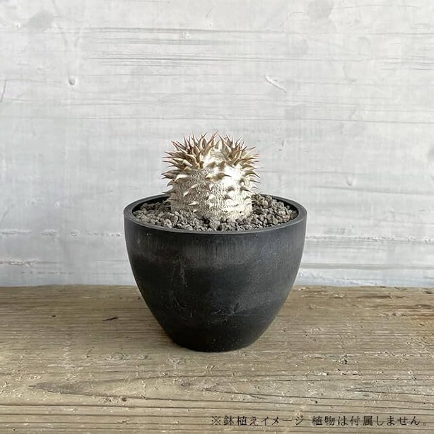 Progress Bowl Pot M 植木鉢コーデックス